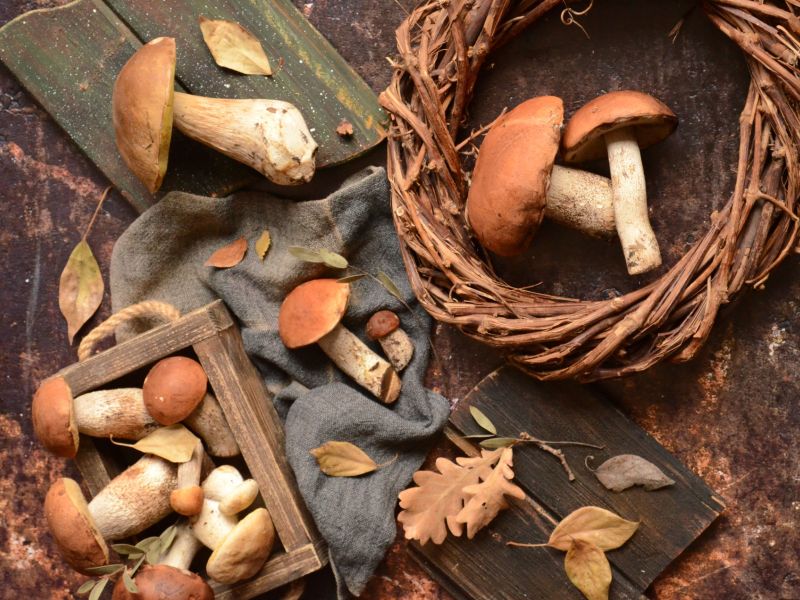 Διαδρομή SUV 4χ4 στα δάση Καστανίας και Ελάτης του Πάρνωνα για να μαθαίνουμε τα μυστικά της μανιταροσυλλογής και να δοκιμάσουμε τις μοναδικές τους γεύσεις με ασφάλεια. 