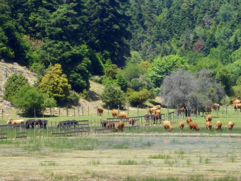 Στα δάση, τα λιβάδια και τα φαράγγια της Οίτης