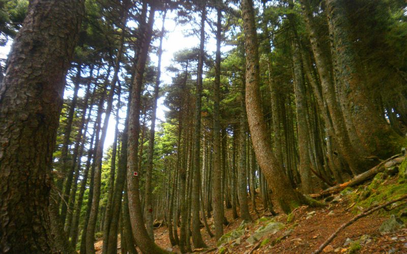 Chestnut Aesthetic forests